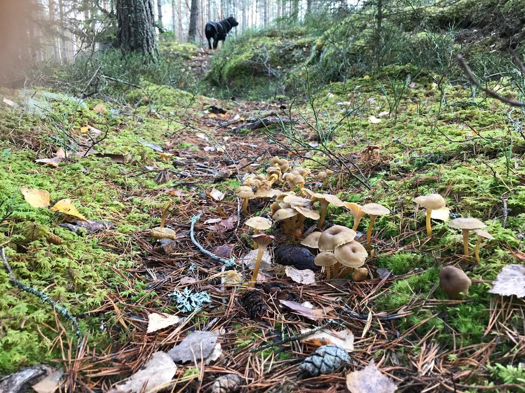 Stf Kolarbyn Eco-Lodge Skinnskatteberg Kültér fotó